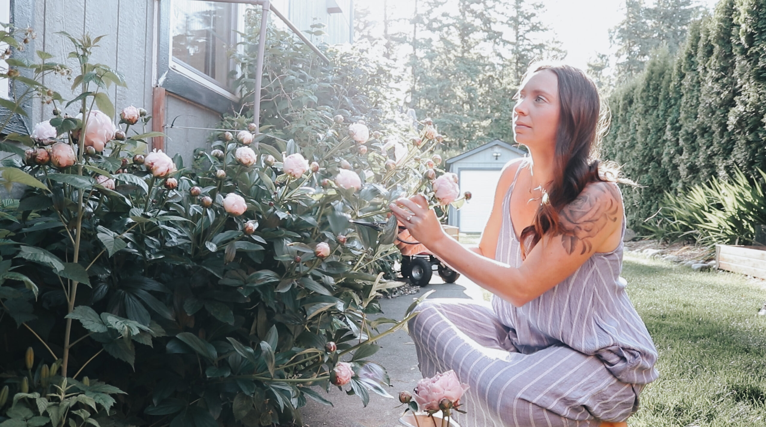Christian homemaker picks peonies from a large plant
